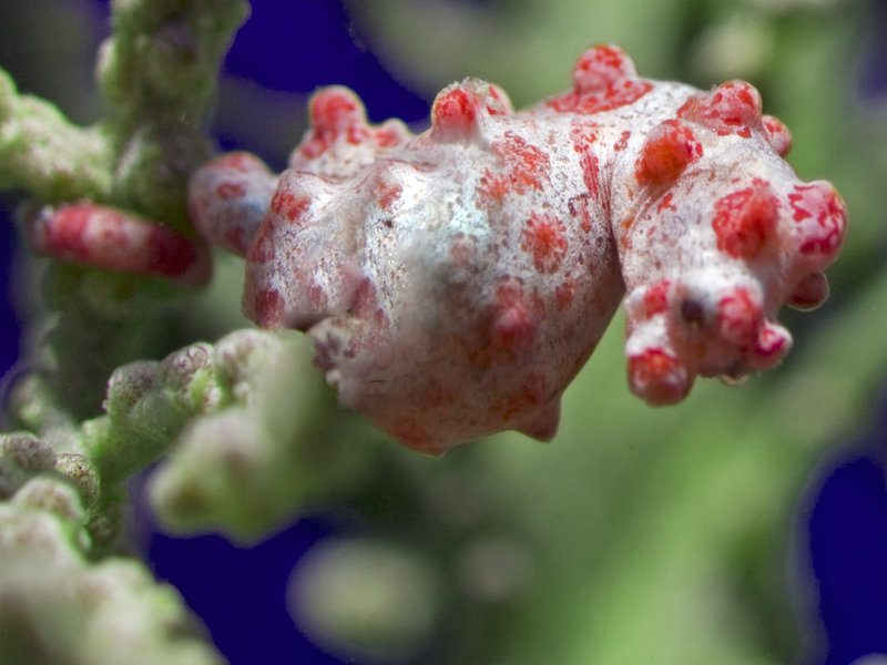 Seaventures House Reef, Pygmy Seahorse